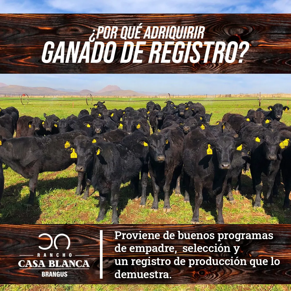 Ventajas del Ganado de Registro